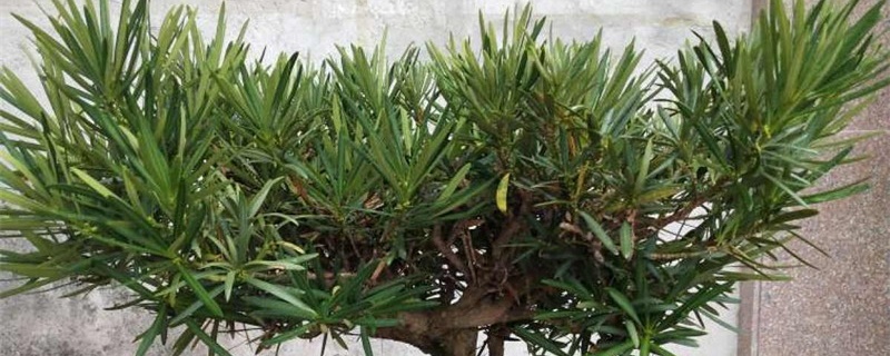罗汉松剪一支可以水培生根吗 罗汉松剪一支可以水培生根吗