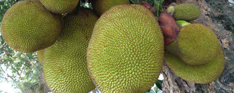 菠萝蜜怎么种才能结果 菠萝蜜怎么种才能结果