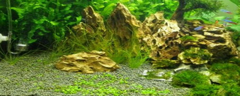 爬地矮珍珠怎么种 爬地矮珍珠怎么种