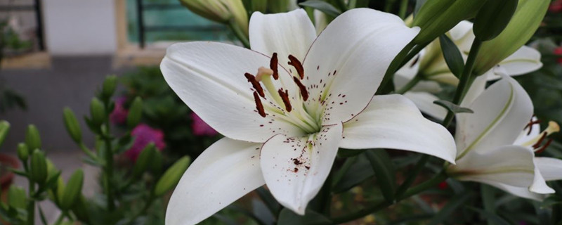 百合花繁殖方法 百合花繁殖方法