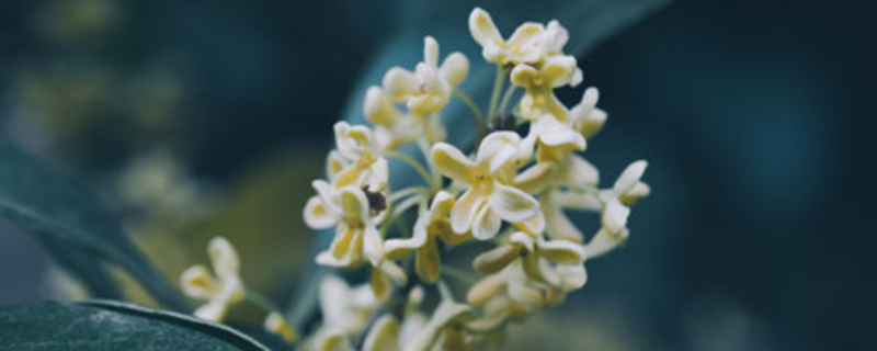 桂花多久喷一次多菌灵 桂花多久喷一次多菌灵