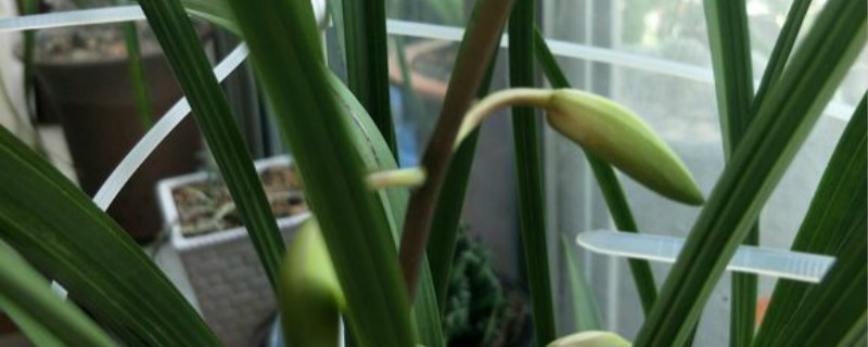 建兰什么时候分化花芽 建兰什么时候分化花芽