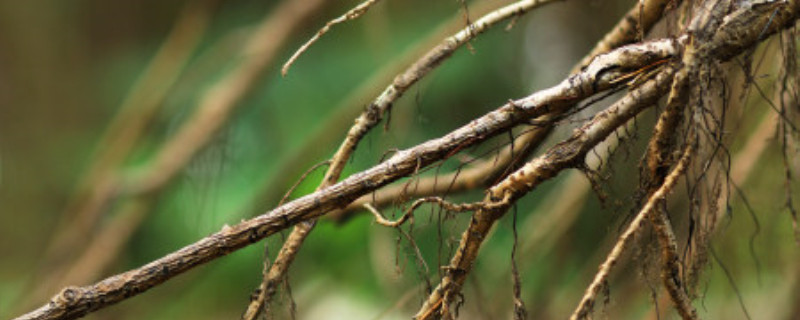 植物根部变黑就是烂根吗 植物根部变黑就是烂根吗