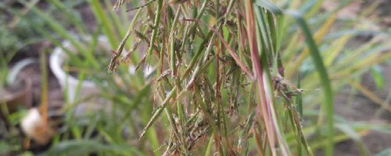 香茅草可以驱蚊虫吗 香茅草可以驱蚊虫吗