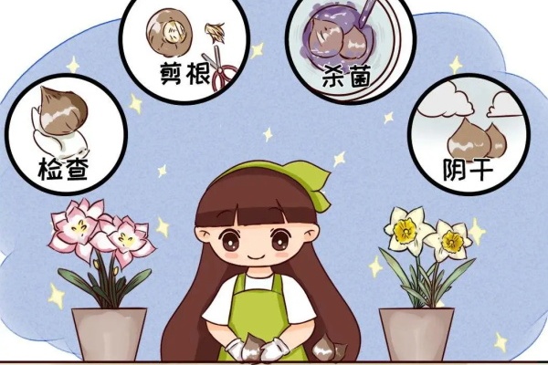 洋水仙怎么养?千万别水培,土培才能养爆盆! 洋水仙怎么养?千万别水培,土培才能养爆盆!