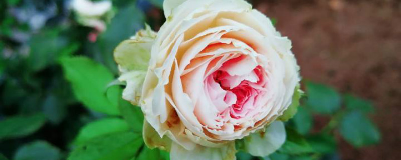 白色龙沙宝石月季是一季花吗 白色龙沙宝石月季是一季花吗