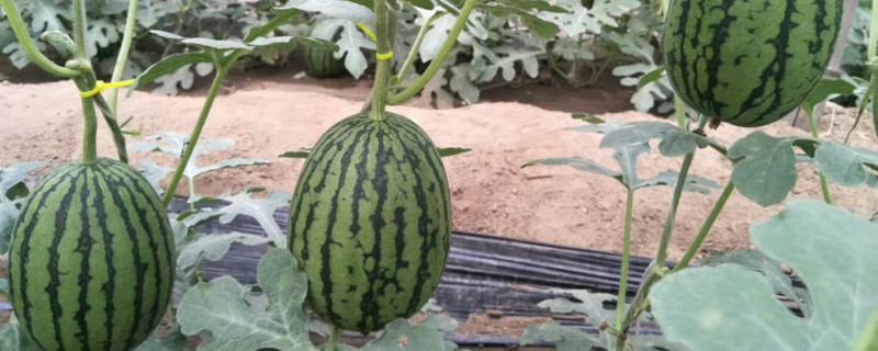 西瓜怎么打头与摘顶 西瓜怎么打头与摘顶