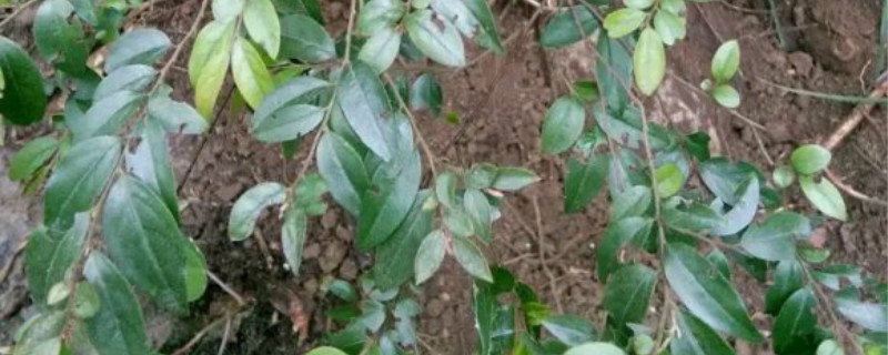 黑骨茶叶子打卷干枯 黑骨茶叶子打卷干枯