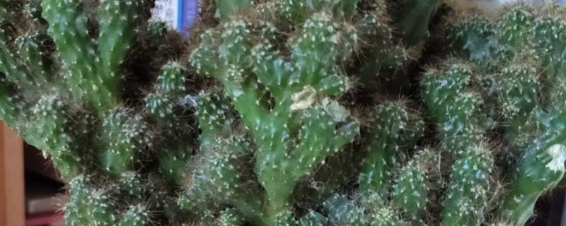 虎头山影的养殖方法和注意事项 虎头山影的养殖方法和注意事项