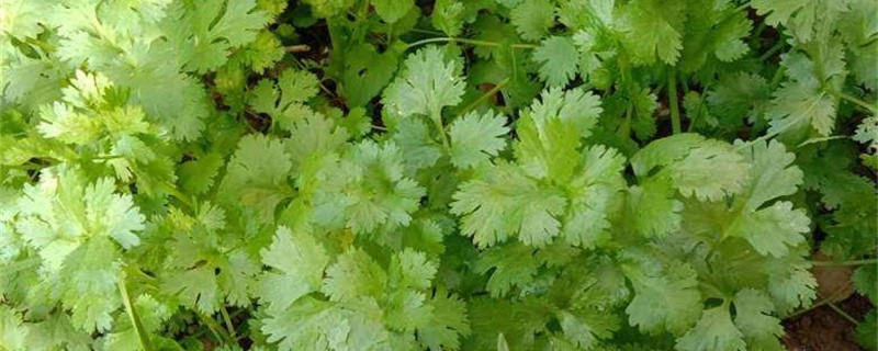 香菜子直接种能出来吗 香菜子直接种能出来吗