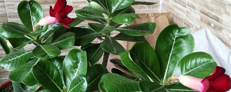 沙漠玫瑰有花苞了还能施肥吗 沙漠玫瑰有花苞了还能施肥吗