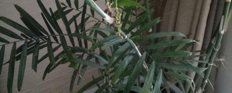 散尾葵与凤尾竹是一样的吗 散尾葵与凤尾竹是一样的吗