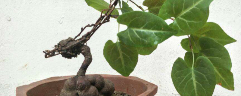 植物驱虫妙招 植物驱虫妙招