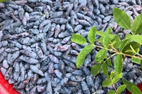 有院子的话,一定要种果树,果子甜、寓意好! 有院子的话,一定要种果树,果子甜、寓意好!