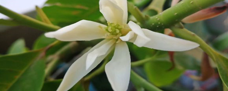 白兰花刚买来怎么上盆 白兰花刚买来怎么上盆