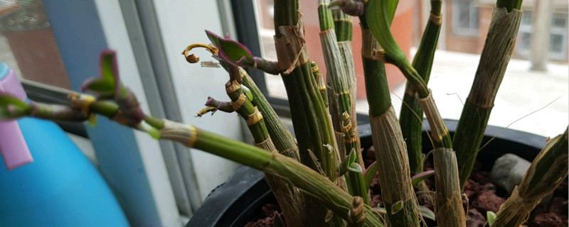 香水石斛的家庭种植方法