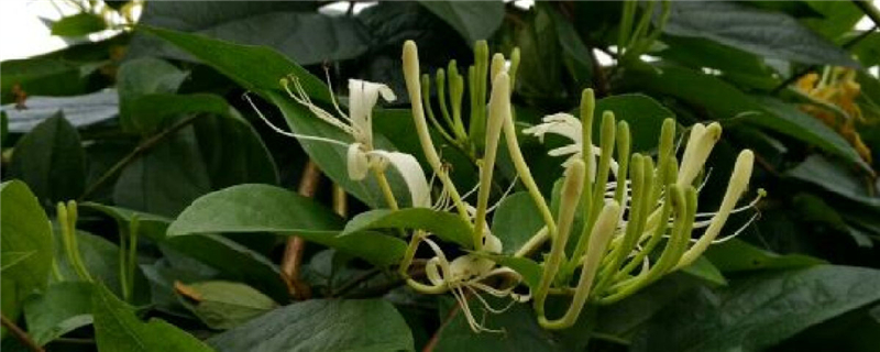 金银花的管理方法与技术 金银花的管理方法与技术