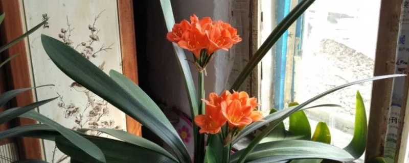 君子兰花浇水口诀 君子兰花浇水口诀