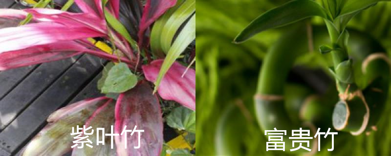 紫叶竹和富贵竹有什么区别 紫叶竹和富贵竹有什么区别