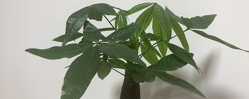 发财树用多深的盆 发财树用多深的盆