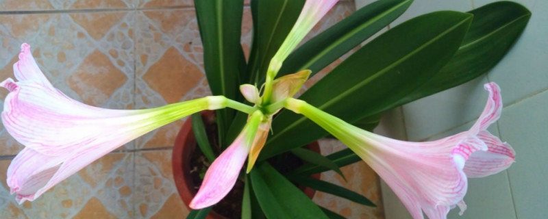 对兰花语 对兰花语