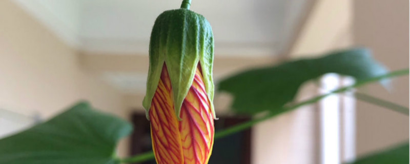 金铃花的盆景养殖方法