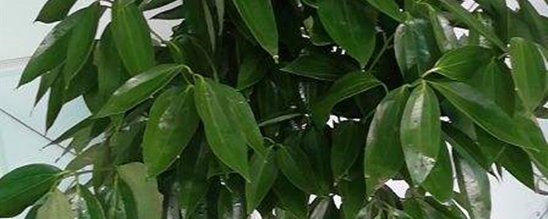 治平安树蚜虫小偏方 治平安树蚜虫小偏方