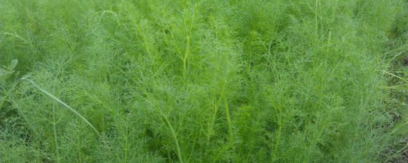 在家怎样种茴香 在家怎样种茴香