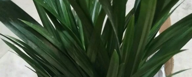 班兰叶的种植方法 班兰叶的种植方法