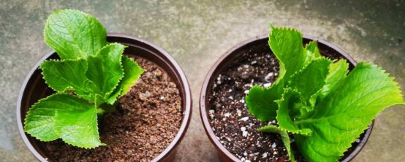 怎样自己制作育苗土 怎样自己制作育苗土