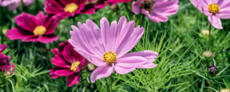 花缺铁怎么办 花缺铁怎么办