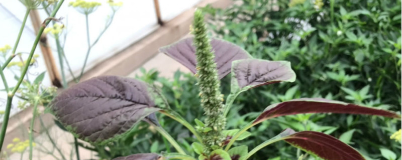 苋菜根能不能种 苋菜根能不能种