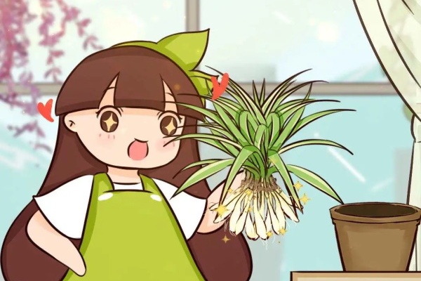 吊兰怎么养?土里埋点鸡蛋壳,疯长拦不住! 吊兰怎么养?土里埋点鸡蛋壳,疯长拦不住!