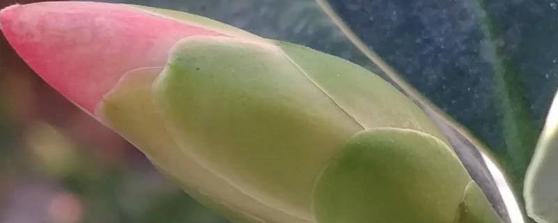 四季红茶花的养殖方法 四季红茶花的养殖方法
