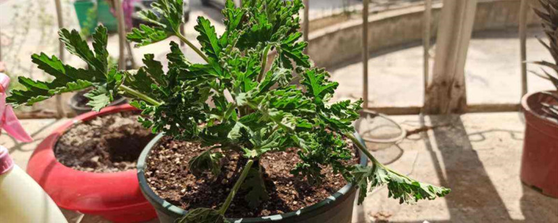 驱蚊草喜阴还是喜阳光 驱蚊草喜阴还是喜阳光