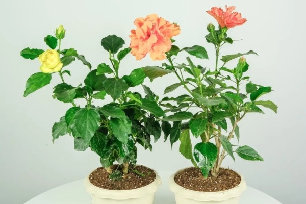 扶桑花的养殖方法,多晒太阳,一年能开300天! 扶桑花的养殖方法,多晒太阳,一年能开300天!