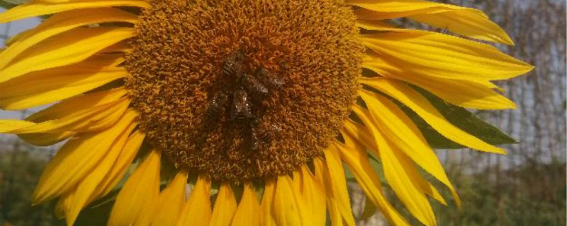 葵花怎么种 葵花怎么种