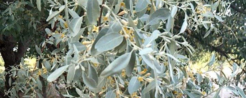 沙枣树的种植方法 沙枣树的种植方法