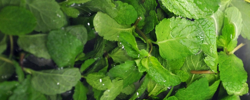 薄荷根部叶子发黄 薄荷根部叶子发黄