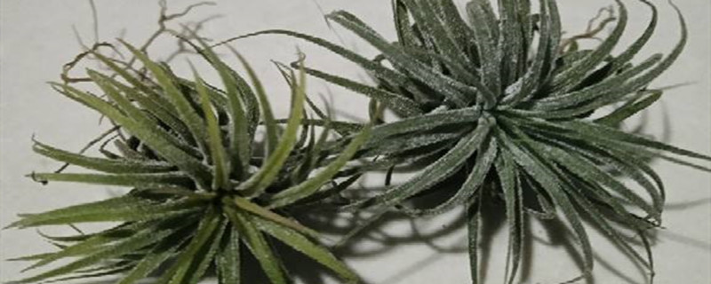 空凤如何种植 空凤如何种植