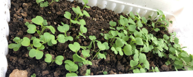 鸡毛菜种子催芽方法 鸡毛菜种子催芽方法