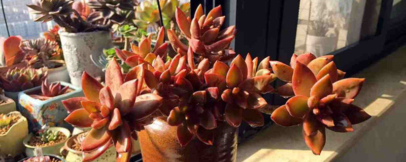 多肉植物扦插繁殖方法