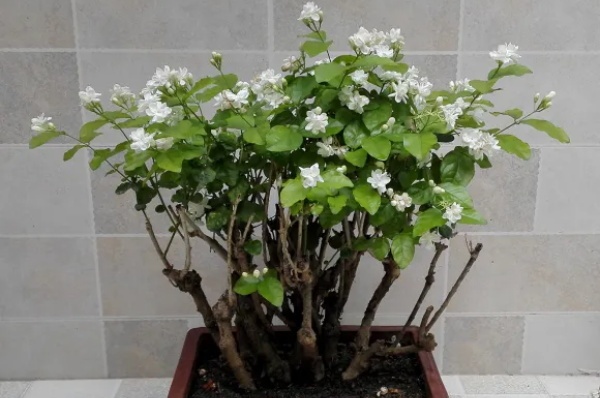 茉莉花后赶紧剪,剪完就开花,一直剪一直开! 茉莉花后赶紧剪,剪完就开花,一直剪一直开!