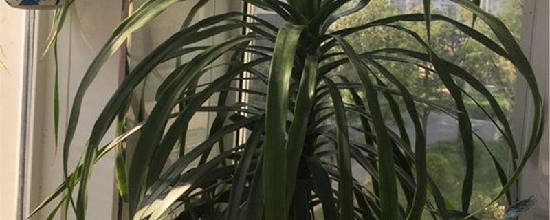 龙血树什么时候可以割头 龙血树什么时候可以割头