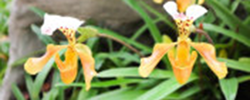 怎样去除兰花里的小飞虫 怎样去除兰花里的小飞虫