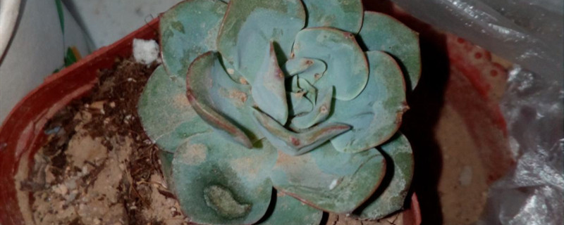 玉蝶换盆注意 玉蝶换盆注意