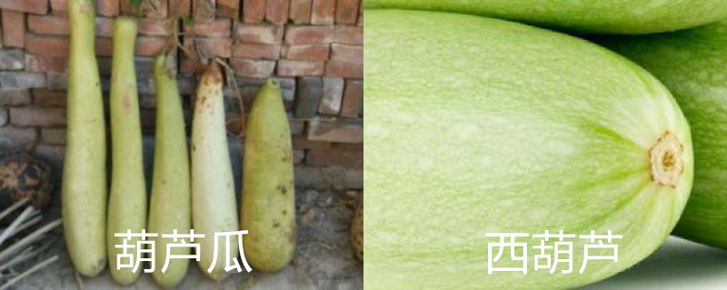 葫芦瓜和西葫芦的区别 葫芦瓜和西葫芦的区别