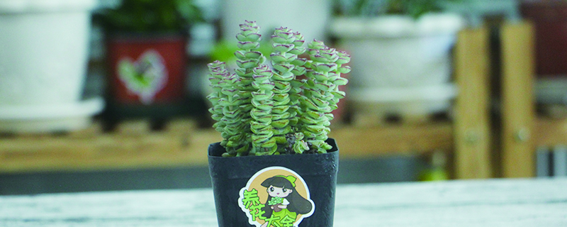 钱串串绿植的养护方法 钱串串绿植的养护方法