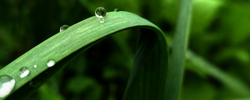 蒜苗怎么种 蒜苗怎么种