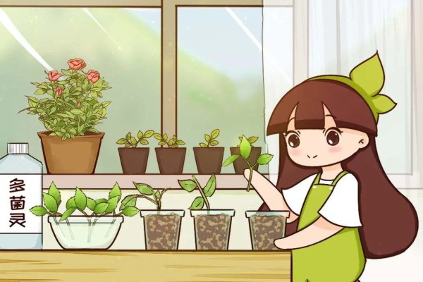 天热了,这3种花要扦插,留个种越养越多! 天热了,这3种花要扦插,留个种越养越多!